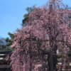 大國魂神社の枝垂れ桜