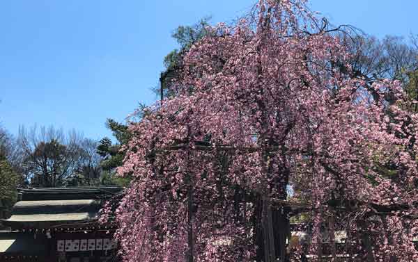 大國魂神社の枝垂れ桜