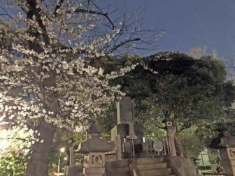 彰義隊の墓と夜桜