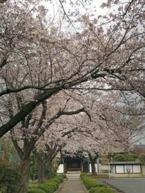 大昌寺門前の桜並木