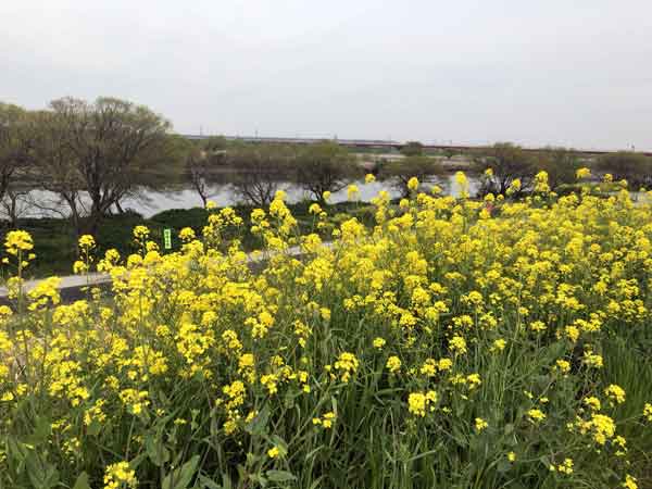 江戸川の菜の花