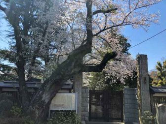 総寧寺の桜