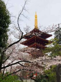 高幡不動尊五重塔と桜