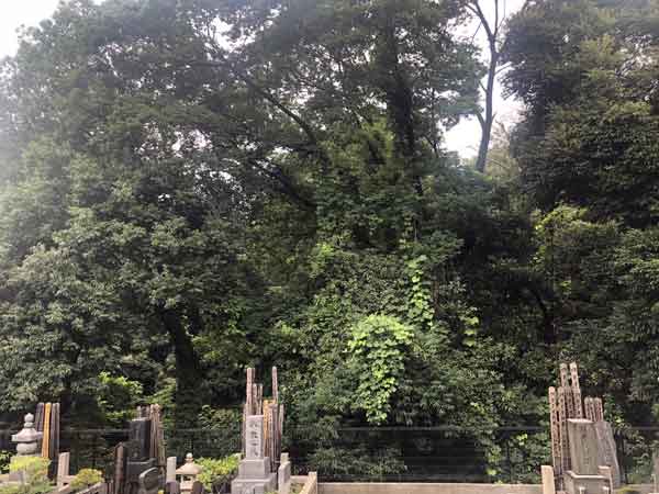 護国寺墓地から見える東の森は豊島岡墓地（柵の向こう）